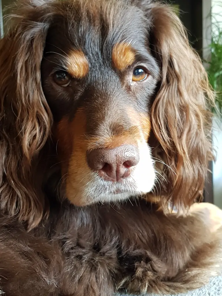 Image from Balou