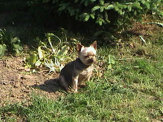 Image from Denny