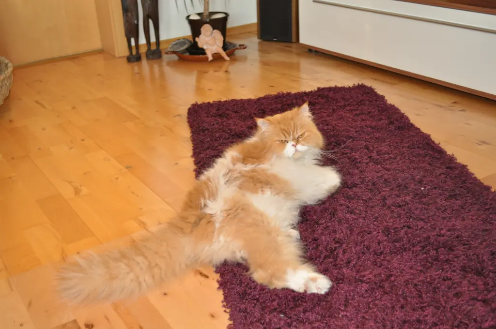 Image from Balou