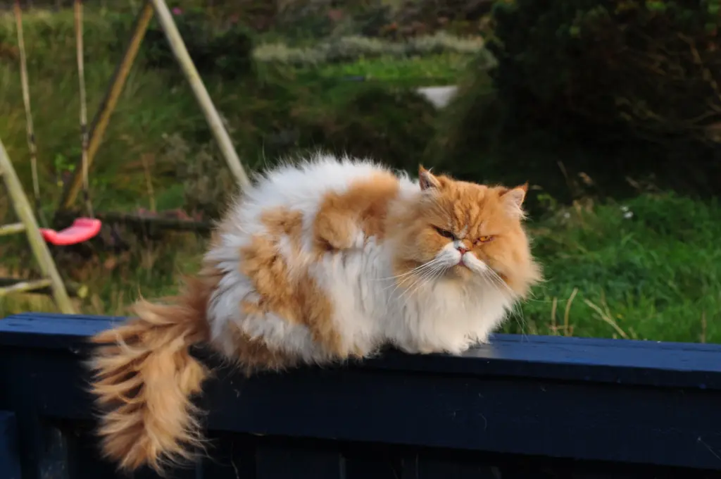 Image from Balou