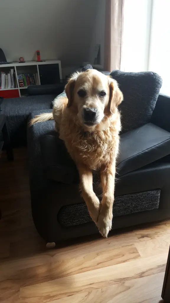 Condolence image of Felix