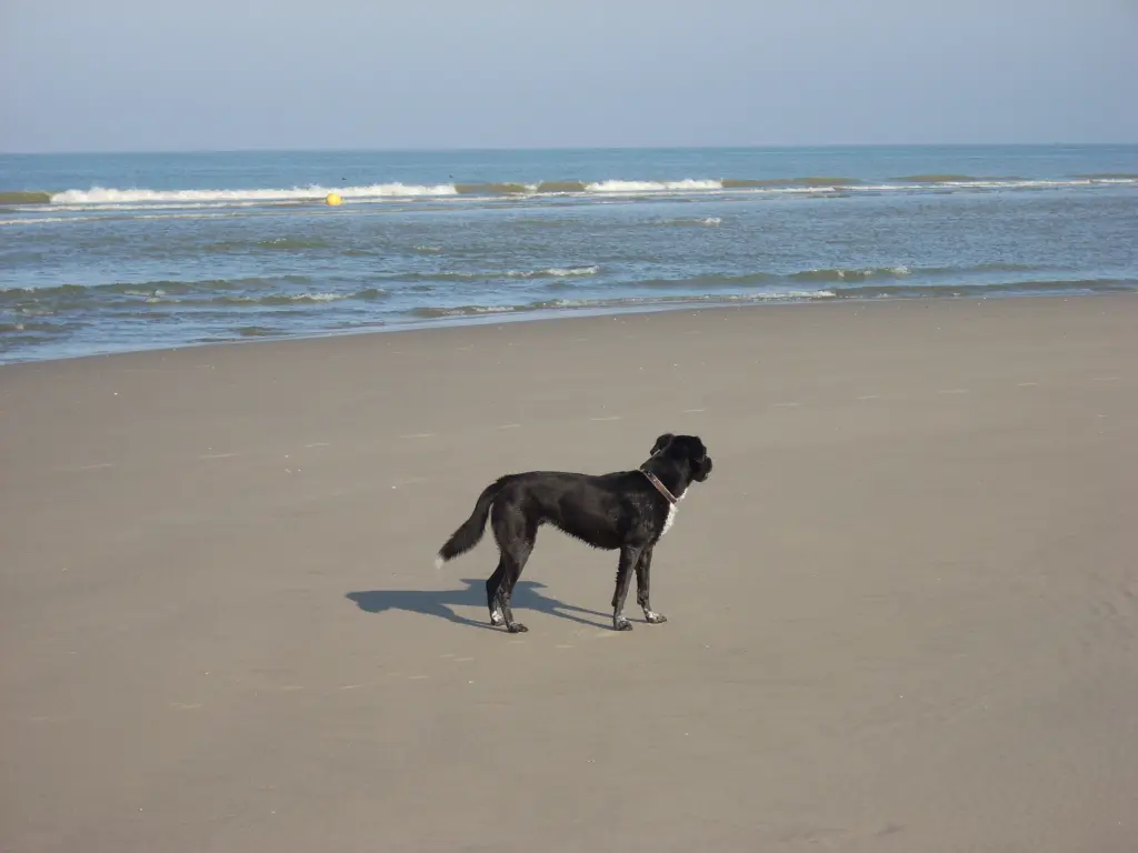Image from Aska