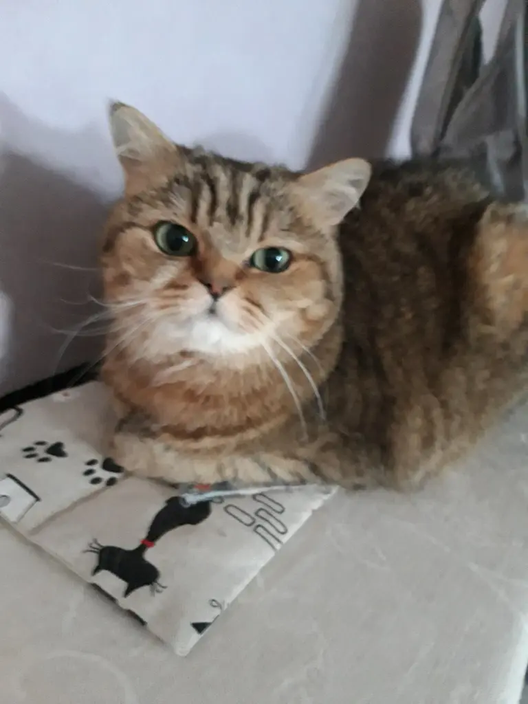 Condolence image of Heike 