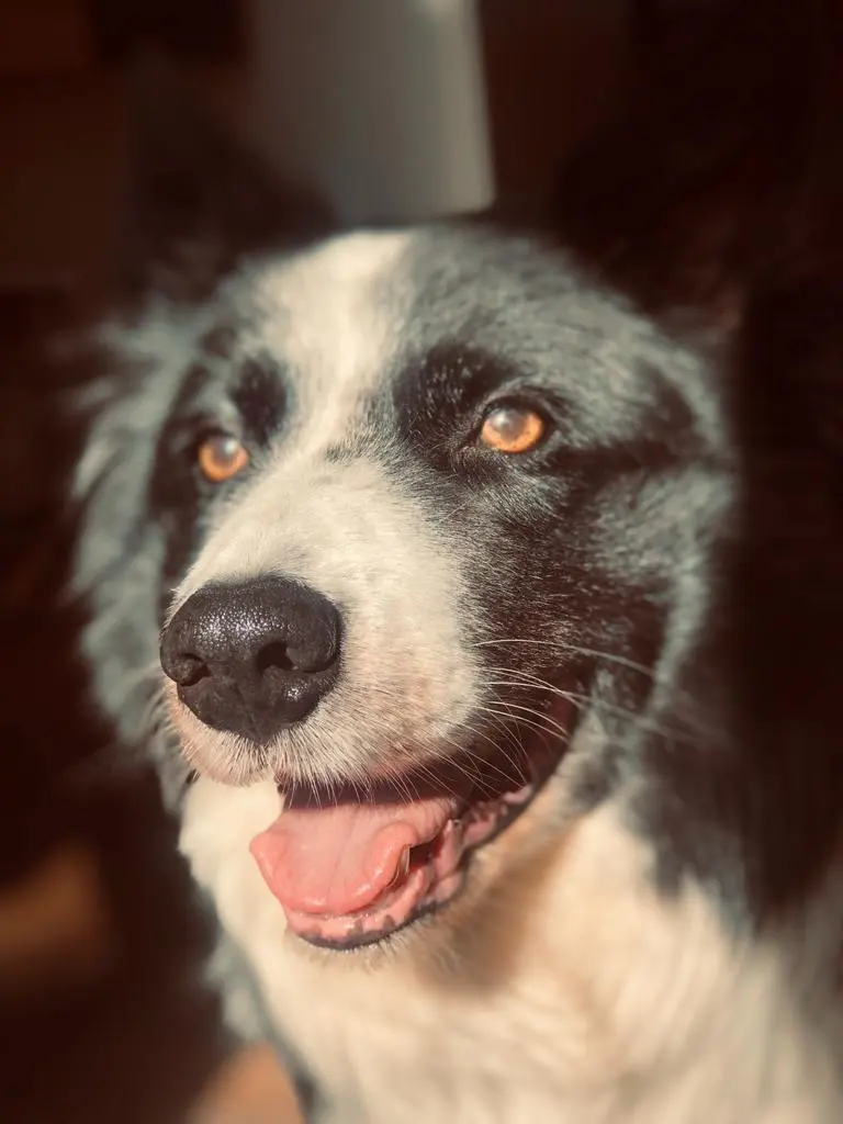 Image from Timmy