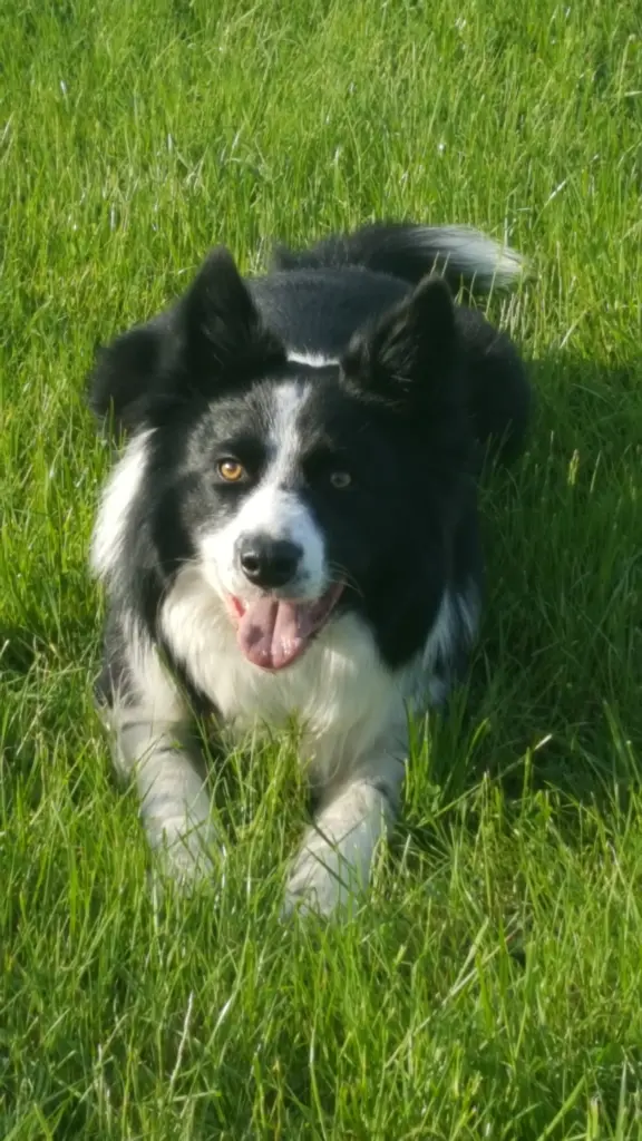 Image from Timmy