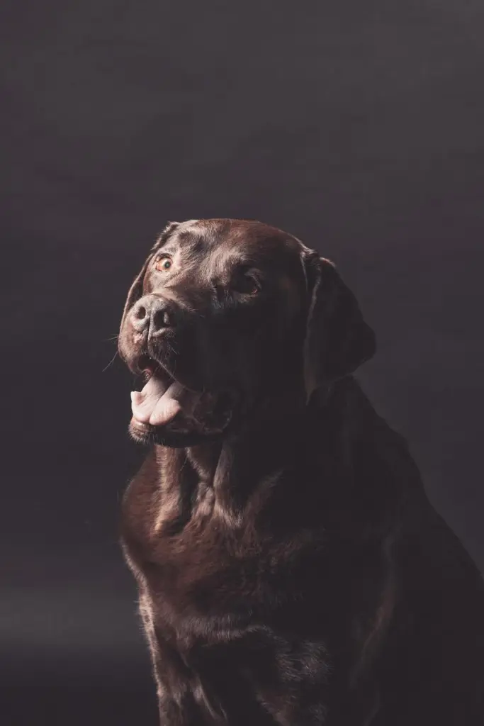 Image from Buster