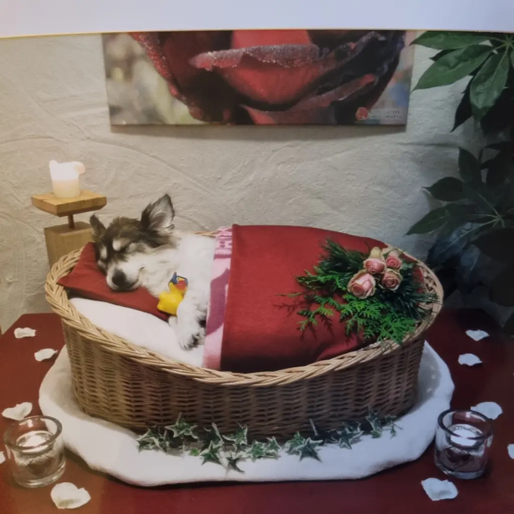 Image from Kitty