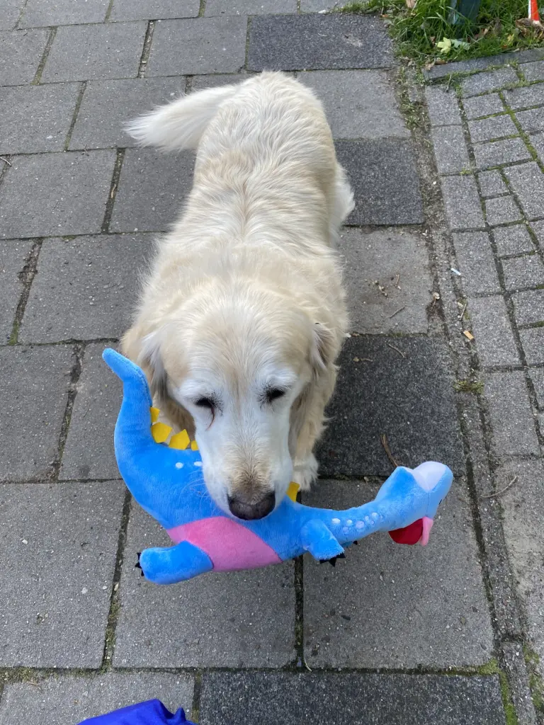 Andachtsbild von Andrea