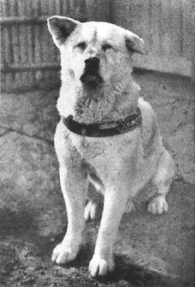 Bild von Hachiko