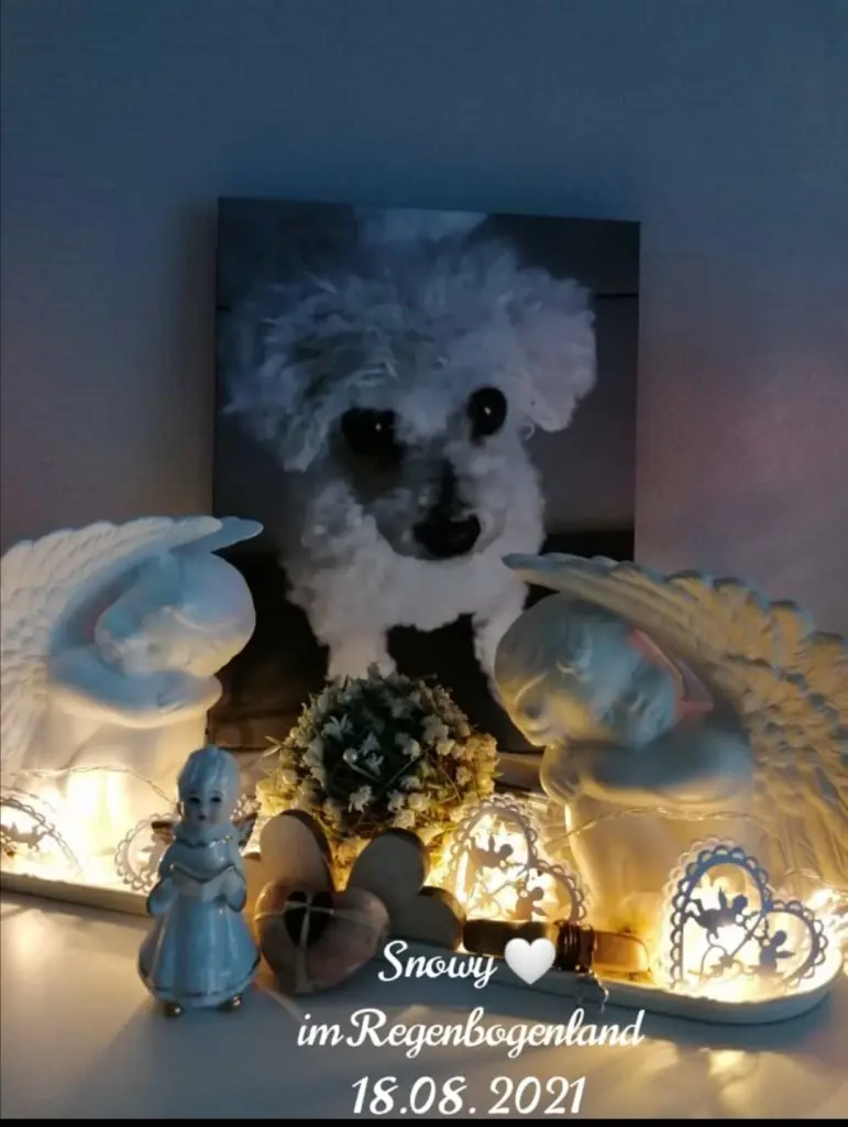 Condolence image of Gaby mit Snowy ❤️