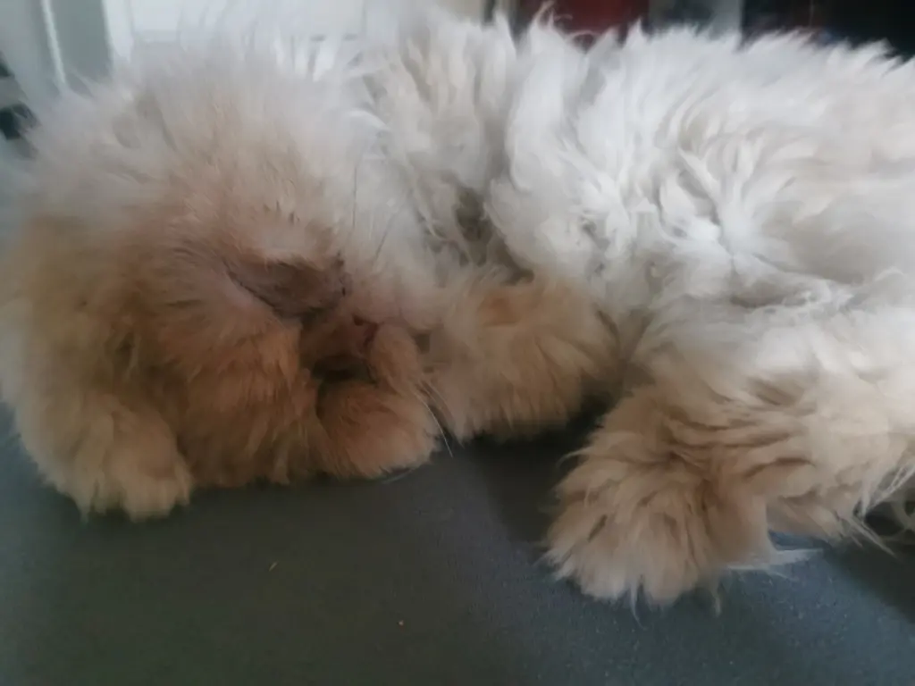 Image from Gismo