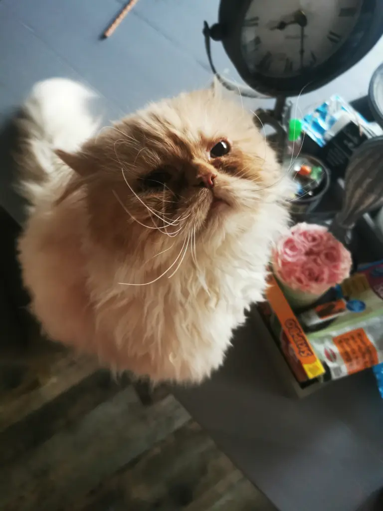 Image from Gismo