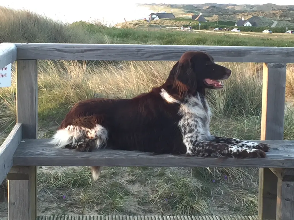 Image from Friese