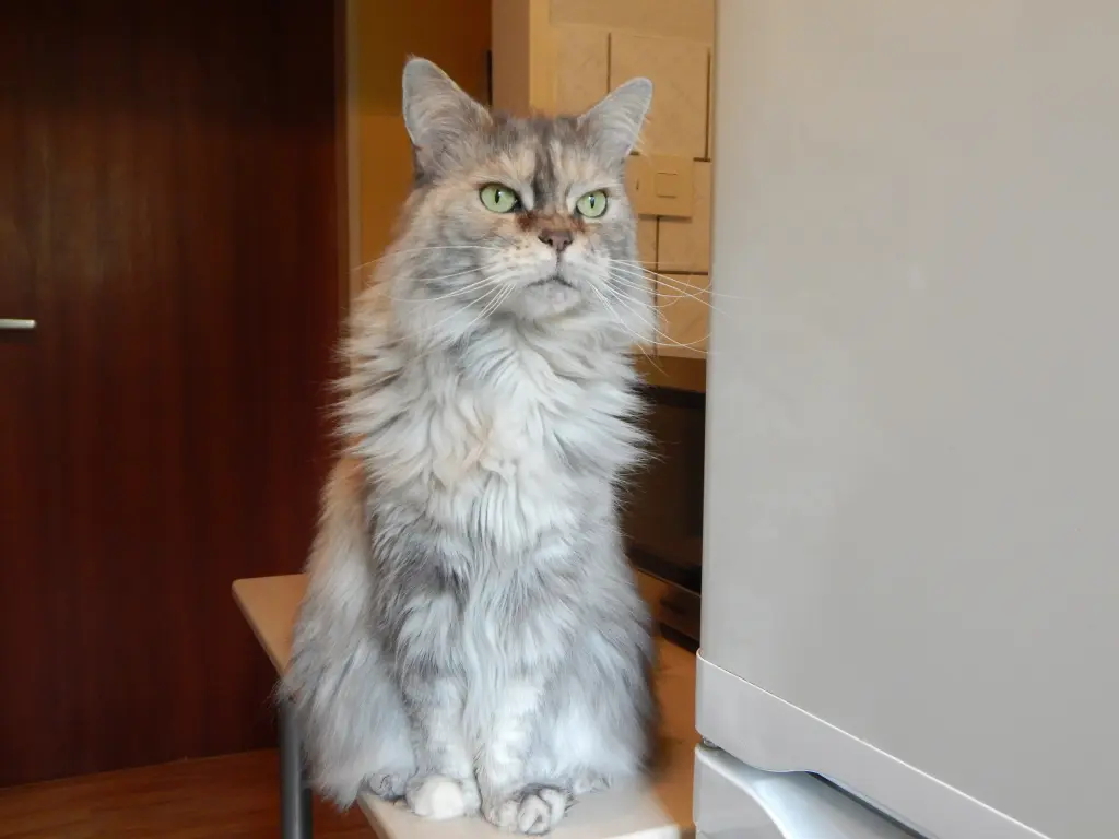 Image from Carry