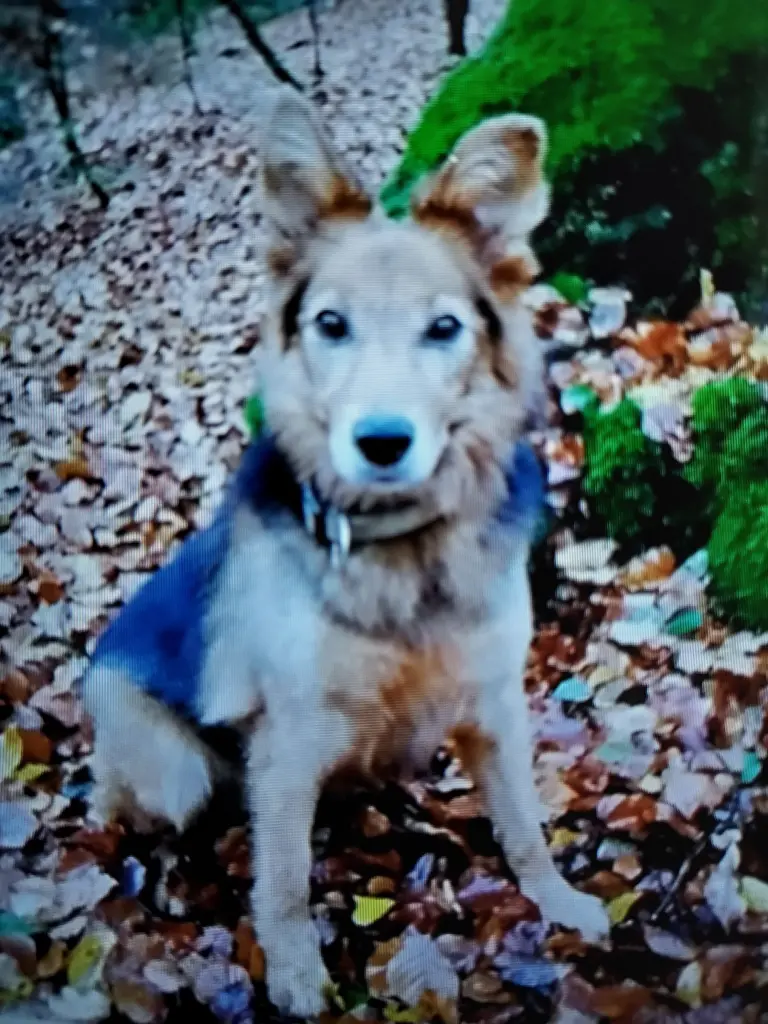 Condolence image of Silke