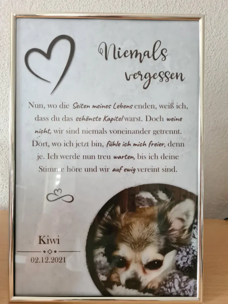 Image from Kiwi