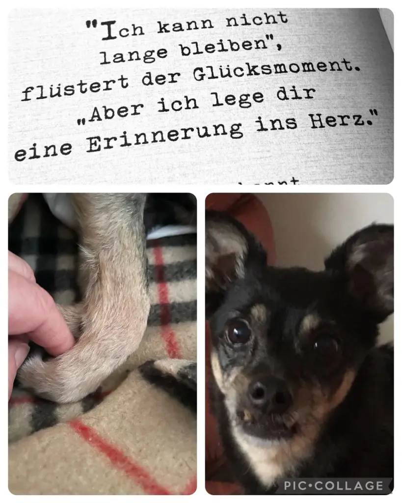 Condolence image of Andrea mit Rudi an meiner Seite