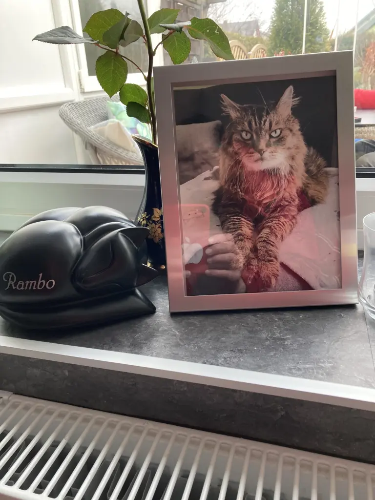Condolence image of Ramona mit Rambo im Herzen ❤️