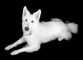 Image from Atilla