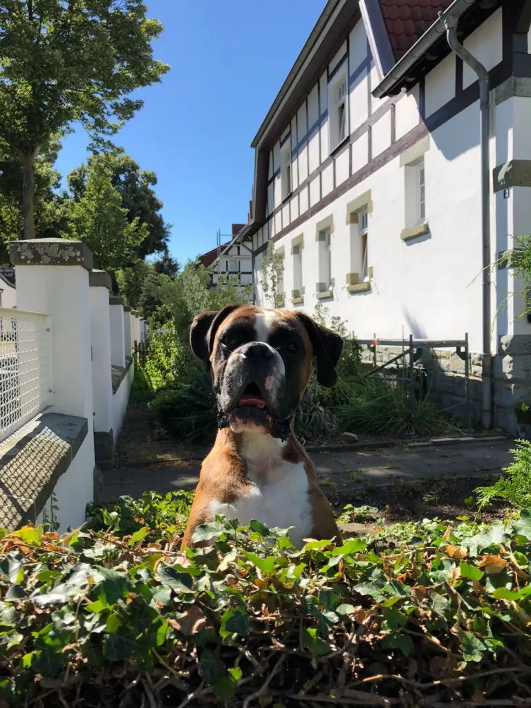 Condolence image of Karina und Jörg mit Floyd im ❤ 