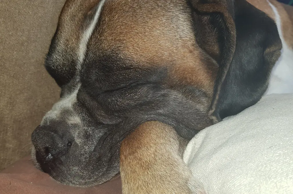 Condolence image of Heike