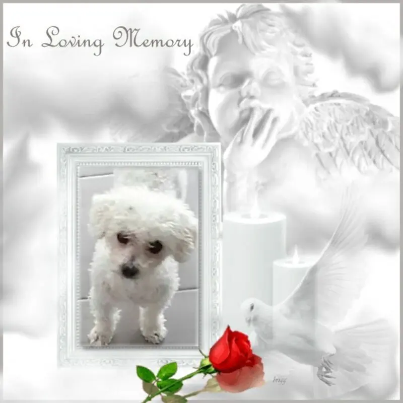 Condolence image of Gaby mit Snowy im Herzen