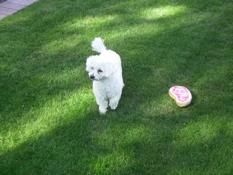 Condolence image of Gaby mit Snowy im Herzen