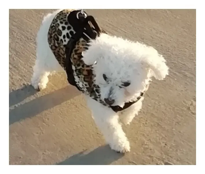 Condolence image of Snowy ❤️