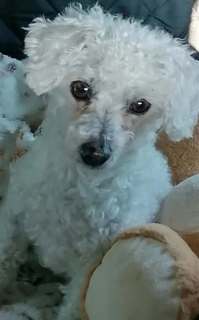 Condolence image of Snowy ❤️