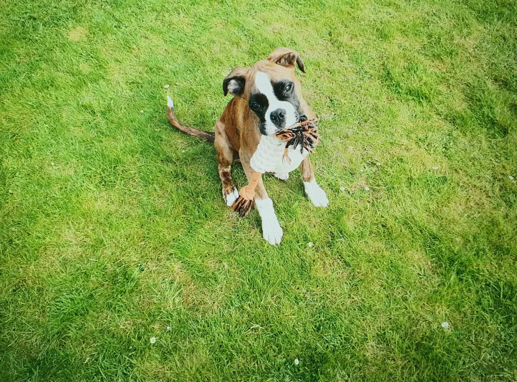 Condolence image of Karina und Jörg mit Floyd im ❤