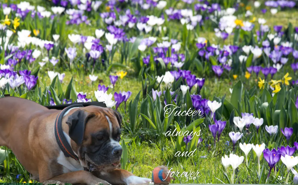 Condolence image of Gaby mit Snowy* im Herzen