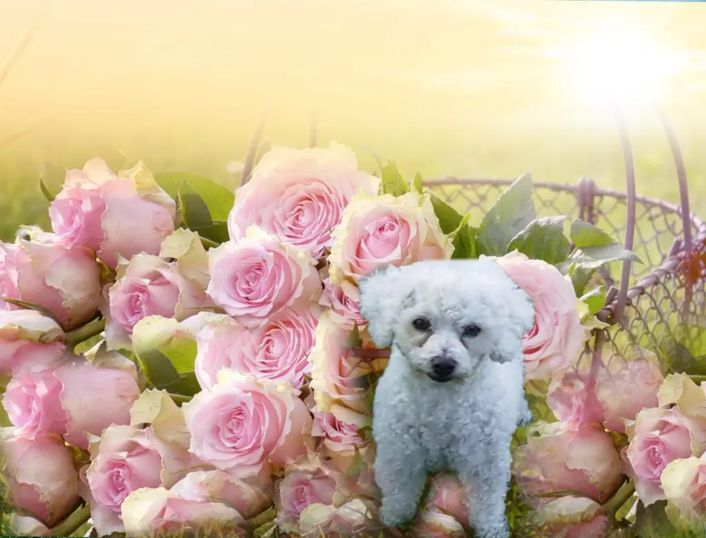 Condolence image of Gaby mit Snowy ❤️