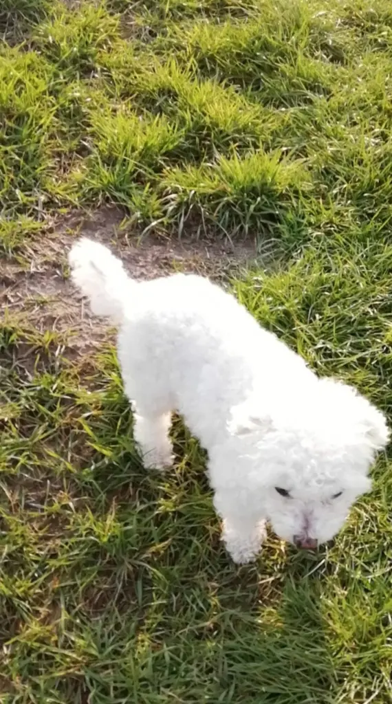 Condolence image of Snowy ❤️für Tucker