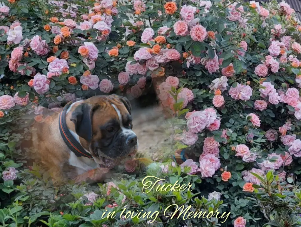 Condolence image of Gaby mit Snowy* im Herzen