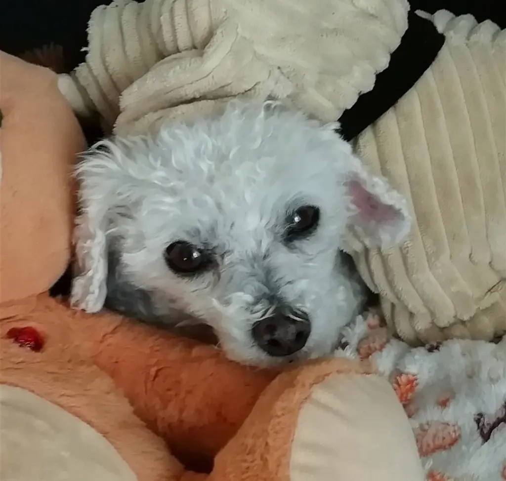Condolence image of Gaby mit Snowy ❤️
