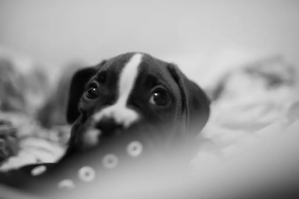 Image from Tucker