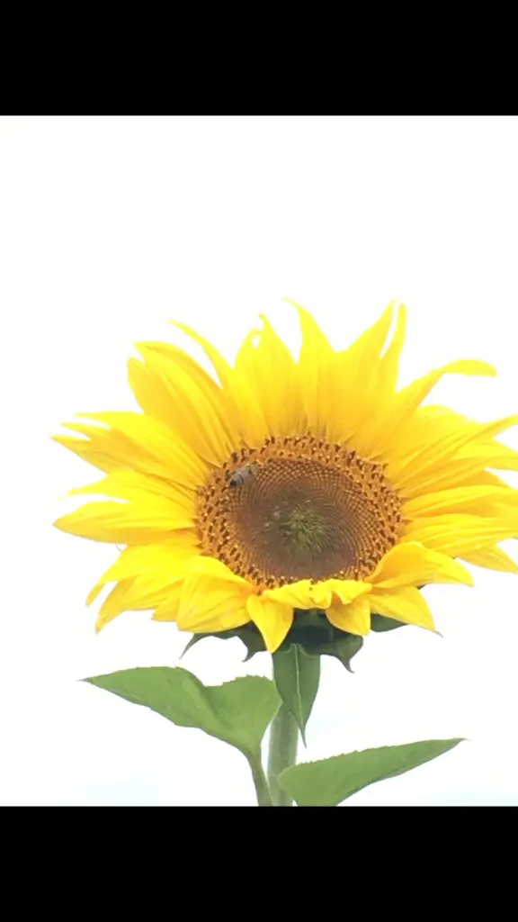 Condolence image of Christine