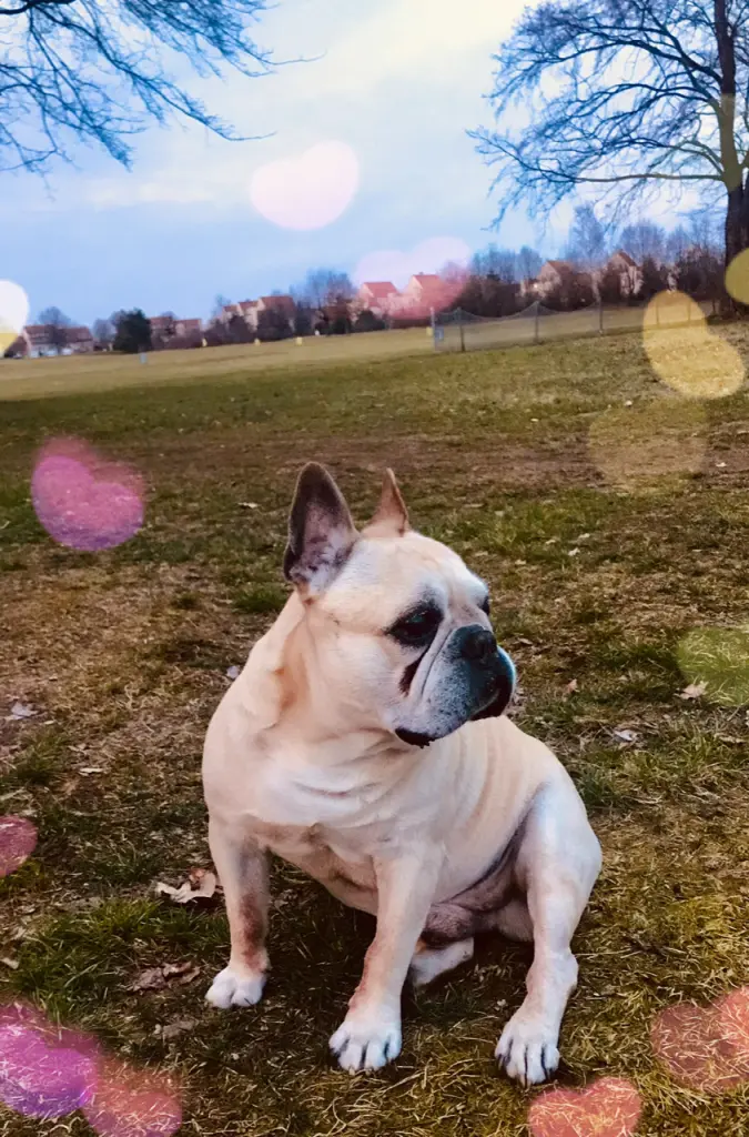 Condolence image of für Max