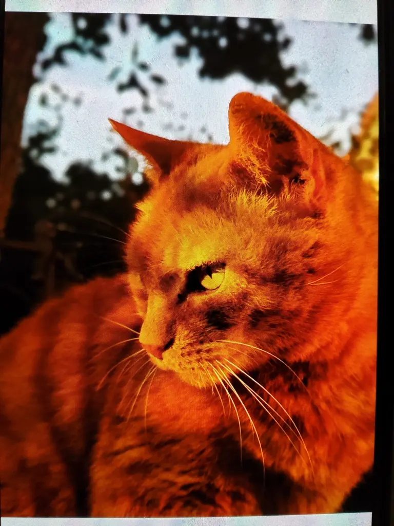Image from Momo