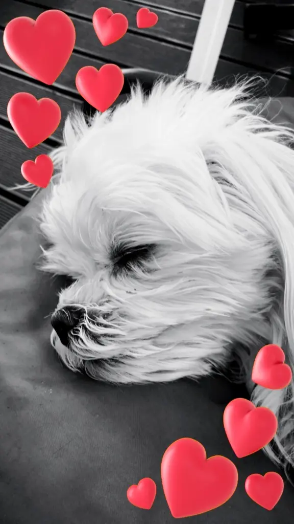 Image from Eva-Daisy