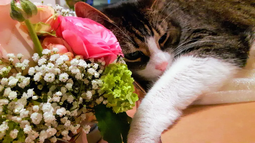 Condolence image of Monja