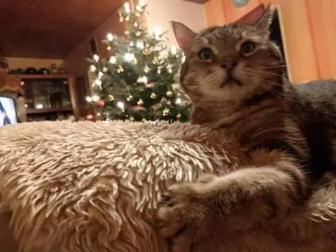 Image from Fluffy