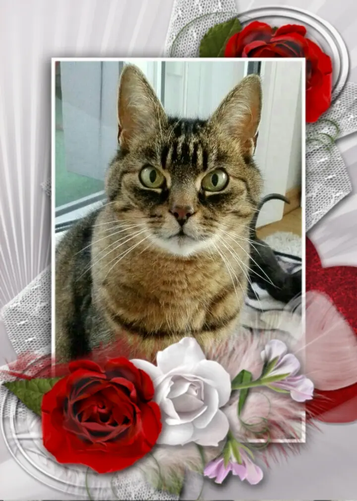 Image from Oscar