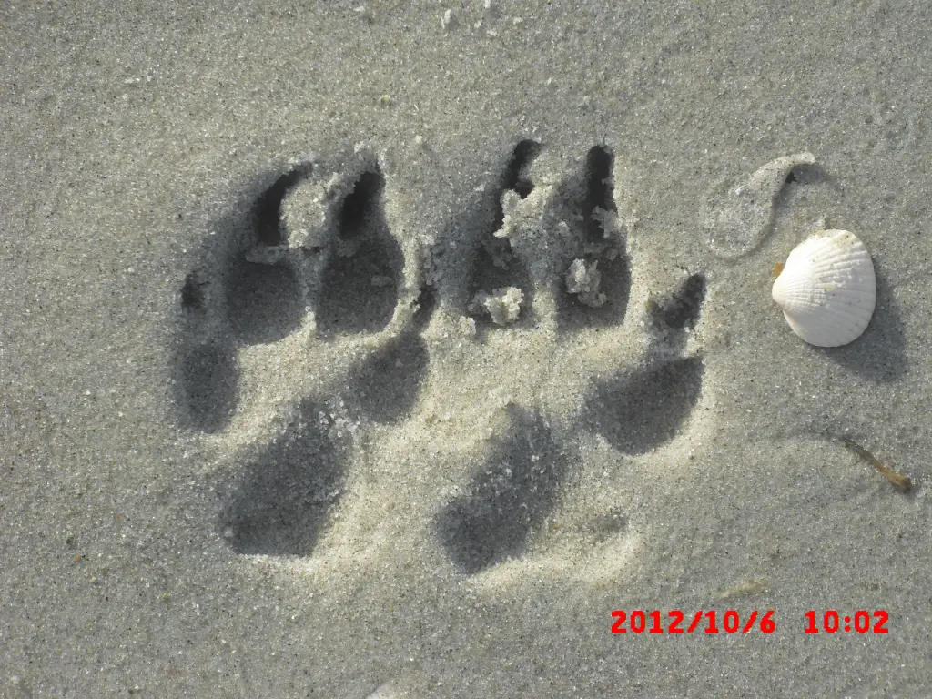 Image from Fulla
