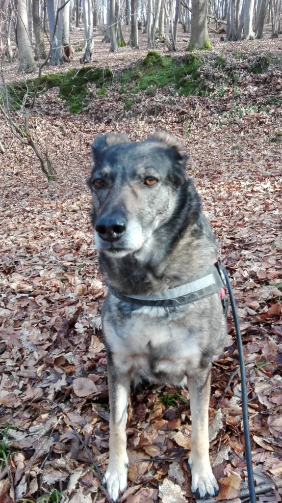 Image from Toffee
