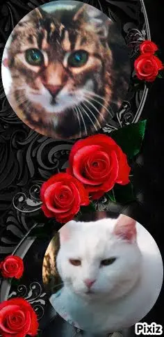 Condolence image of Für das kleine Engelchen Kuba♥️
