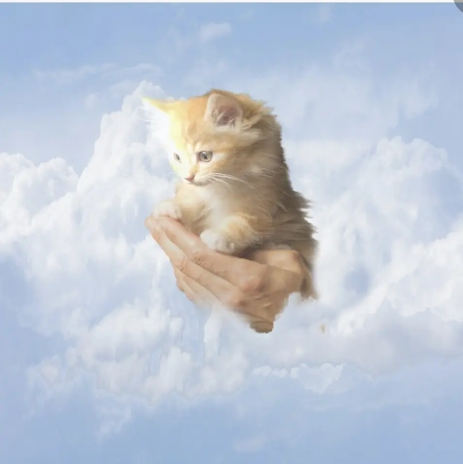 Condolence image of Von Emma an Rambo und Mama Ramona