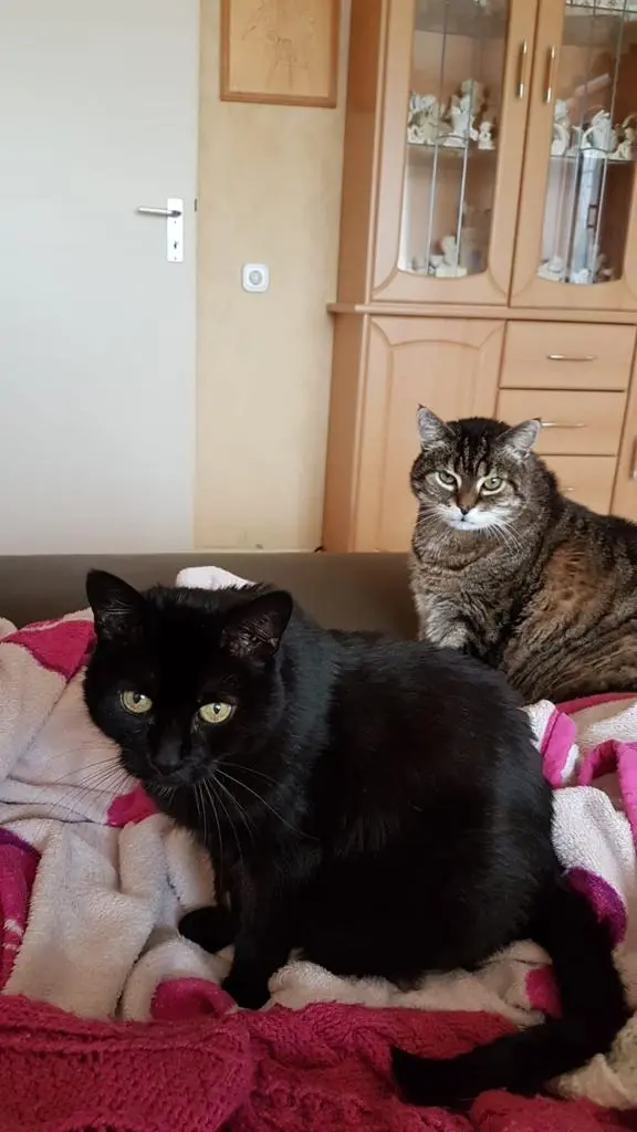 Andachtsbild von Heike mit Sandy und Lucky gest 23.8 und 3.12.2021