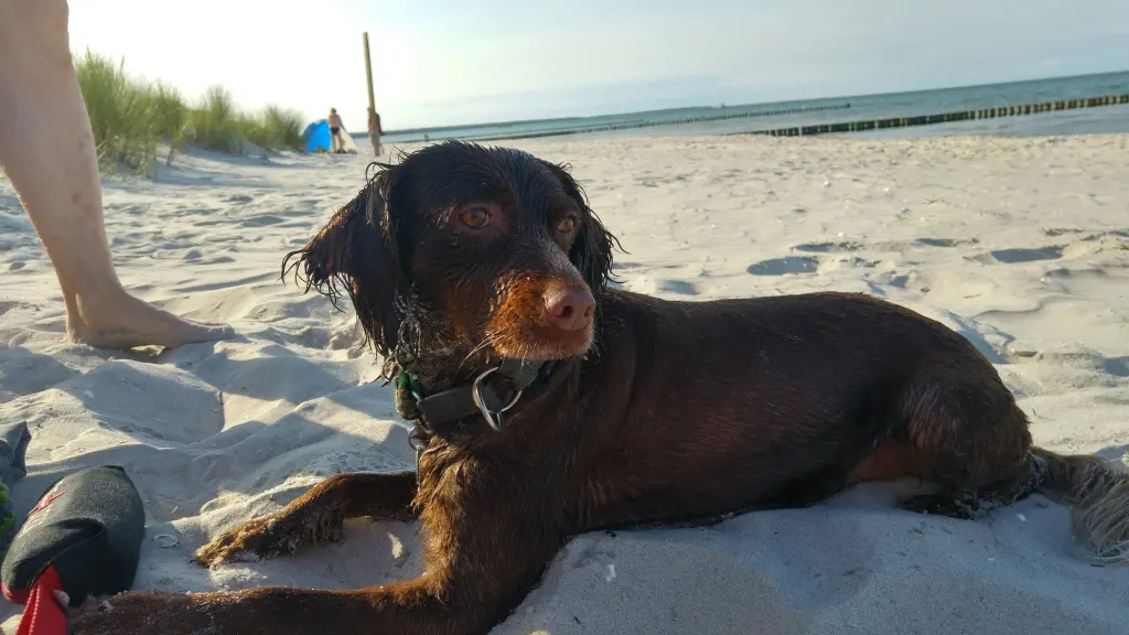 Bild von Ella Fitzgerald