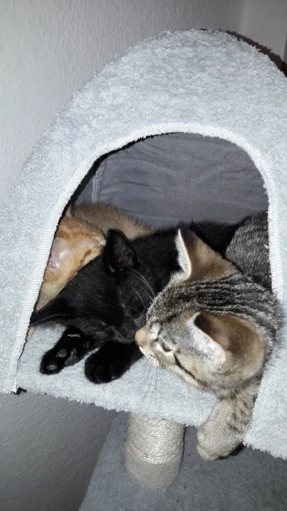 Condolence image of Tina mit Luna und flilou im Herzen